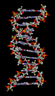 File:ADN animation.gif